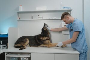 Beste forsikring for hund 2026
