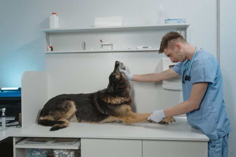 Beste forsikring for hund 2026